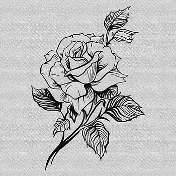 Rose, herbaceous plant, art, ink, drawing, flower HD phone wallpaper