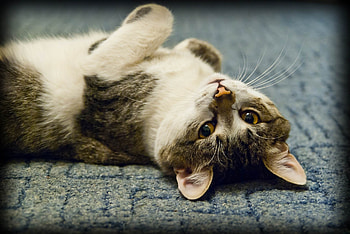 Animals, Cat, To Lie Down, Lie, Striped, Playful HD wallpaper