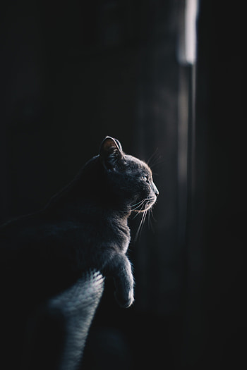 Animals, Dark, Cat, Profile HD phone wallpaper