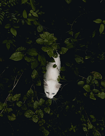 Animals, Bush, View From Above, Cat, Pet HD phone wallpaper