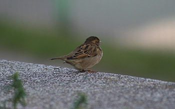 Songbird feathers, Delicate creature, Avian beauty, Small avian HD wallpaper