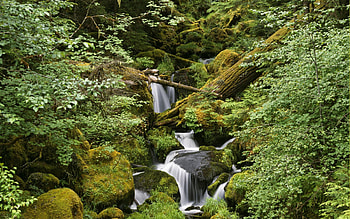 Nature, Water, Trees, Stones, Leaves, Forest, Greens, Moss, Noise, Creek, Brook, Humidity HD wallpaper