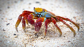 Collection of crab , Various styles, Diverse crab species, galore HD wallpaper