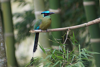 Animals, Bird, Branch, Color, Blue-Capped Momot, Blue-Ish Momot HD wallpaper