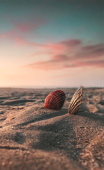 A serene view of seashells on İstanbul's sandy shore at sunset, capturing nature's beauty. HD phone wallpaper