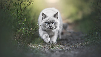 Light Black White Cat Is Walking On Path In Blur Background Cat HD wallpaper