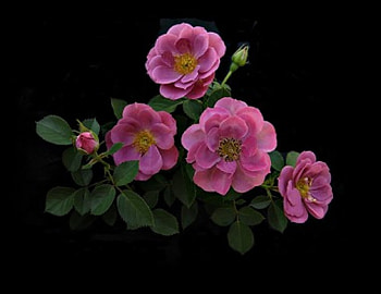 Wonderful roses on black, summer, rose, pink, black, roses HD wallpaper
