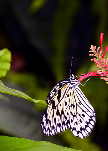 Animals, Flower, Macro, Pattern, Insect, Butterfly, Wings HD phone wallpaper