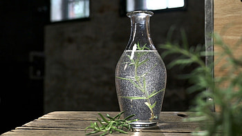 Healing powers, Seasoning herb, Excellent seasoning, Rosemary HD wallpaper