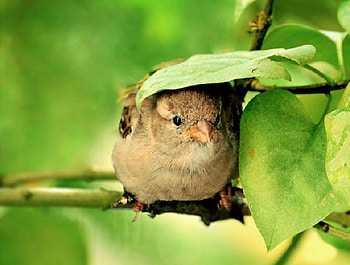 shelter, leaves, bird, animals, green, cute, funny HD wallpaper