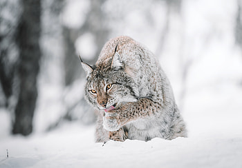 Animals, Snow, Iris, Big Cat, Wildlife, Protruding Tongue, Tongue Stuck Out HD wallpaper