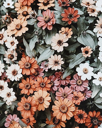 Aesthetic Flower, Vintage Flower Aesthetic HD phone wallpaper