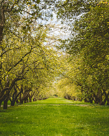 Nature, Trees, Greens, Garden, Lawn HD phone wallpaper