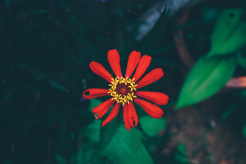 Flowers, Flower, Petals, Bud HD wallpaper