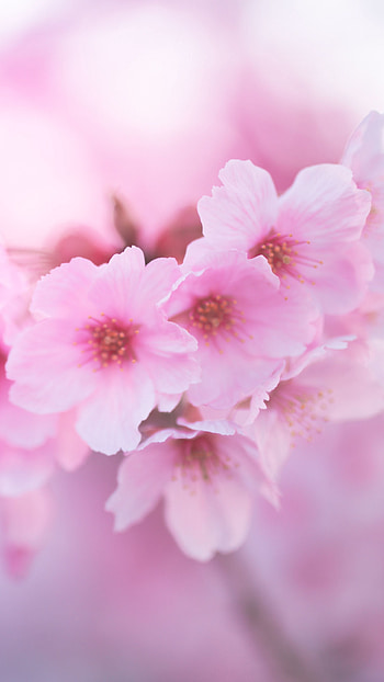 Pink Flower, Adorable Spring HD phone wallpaper