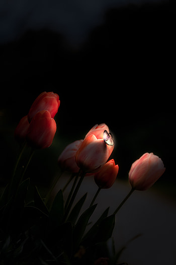 Flowers, Tulips, Night, Dark, Butterfly, Glow HD phone wallpaper