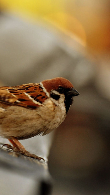 Blurry sparrow, Colorful bird, Avian observer, Smart background HD phone wallpaper