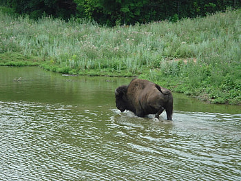 Bison, horns, water, buffalo HD wallpaper