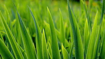 Nature, Grass, Plant, Greens HD wallpaper