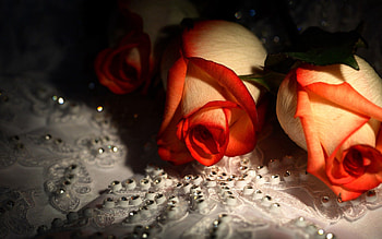 Patterns, Macro, Rose Flower, Rose, Couple, Pair HD wallpaper