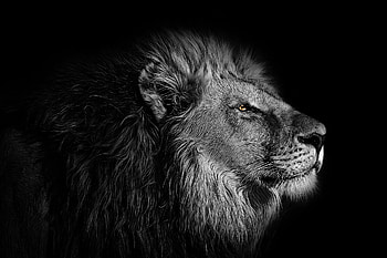 Black lion, animal, black, great, pretty, strong, nature, lion, nice HD wallpaper