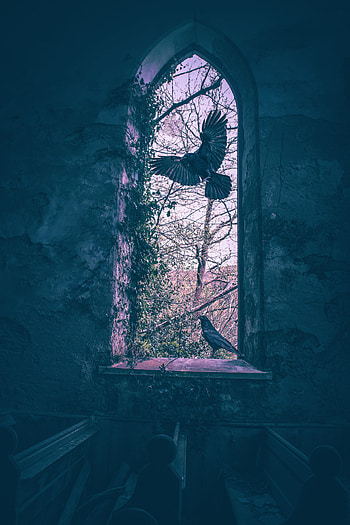 Birds, Building, Miscellanea, Miscellaneous, Window, Wings HD phone wallpaper