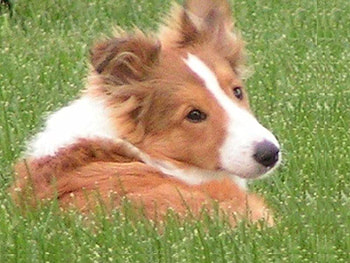 Shetland Sheepdog, sheepdog, cute, shetland, grass HD wallpaper