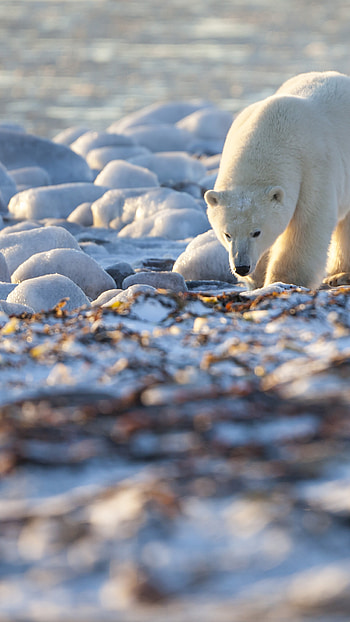 Sunny day, Coastal bears, Canadian wilderness, Oceanic serenity HD phone wallpaper