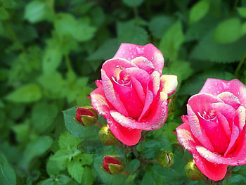 Roses, nature, flowers, beauty HD wallpaper