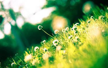 Amazing, other, beautiful, nature HD wallpaper