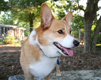 Me Is Happy, dogs, pembroke welsh corgi, corgi, animals HD wallpaper