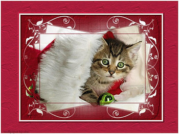 pretty christmas cat on mask, christmas, red, cats, santa hat, happy holidays, new, santa HD wallpaper