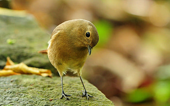 Animals, Bird, Beak, Small HD wallpaper
