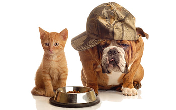 Animals, Dogs HD wallpaper