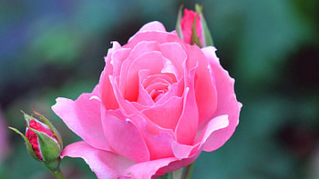 Flowers, Pink, Rose Flower, Rose, Beautiful HD wallpaper