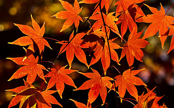 Maple leaf, Fall foliage, Colorful display, Autumnal vibes HD wallpaper