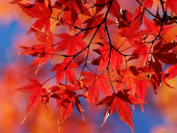 Plants, Autumn, Leaves HD wallpaper