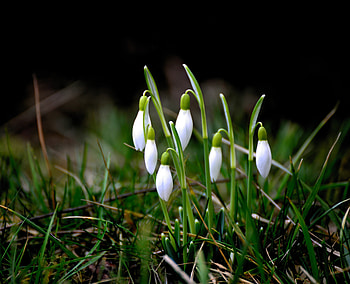 Spring, blossom, snowdrop, flowers HD wallpaper