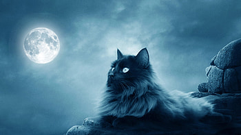 Moon Watch, full moon, gothic, sky, cat, feline, dark, rock HD wallpaper