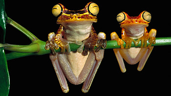 Animals, Frogs, Couple, Pair, Branch, Hang HD wallpaper