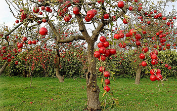 Apple Tree, Apple tree , Backgrounds HD wallpaper