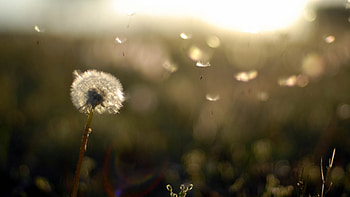 Dandelion Flower, flowers HD wallpaper