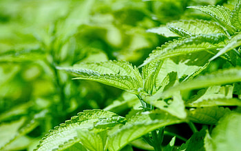 Nature, Leaves, Greens, Nettle, Weed HD wallpaper