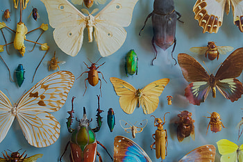 Butterflies, Insects, Bugs, Miscellanea, Miscellaneous, Decoration, Collection HD wallpaper