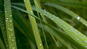 Grass, dew, green HD wallpaper