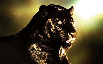 Animal - Black Panther HD wallpaper