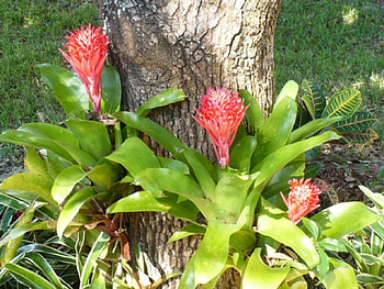 Ginger plant, Ginger, nature, red, flower HD wallpaper