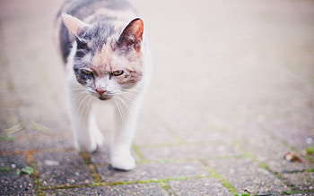 Animals, Cat, Muzzle, Spotty, Spotted, Stroll, Anger HD wallpaper
