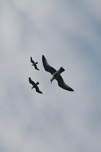 Birds, Sky, Seagulls, Clouds, Minimalism, Flight HD phone wallpaper