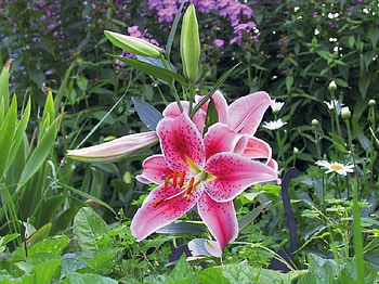 Beautiful Flowers, cool, beautiful, flowers HD wallpaper